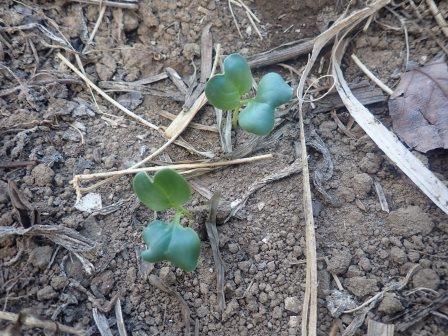 大根の発芽