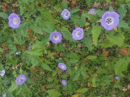 花期が長い青花鬼灯