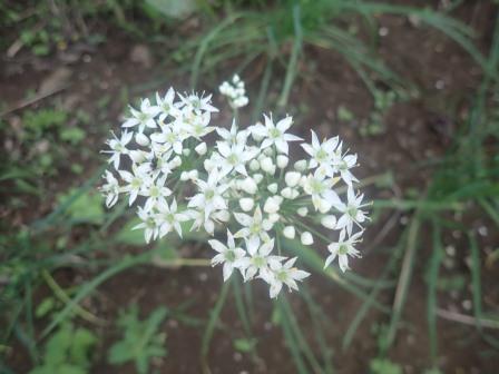 韮、花を付けた茎はすべて削除