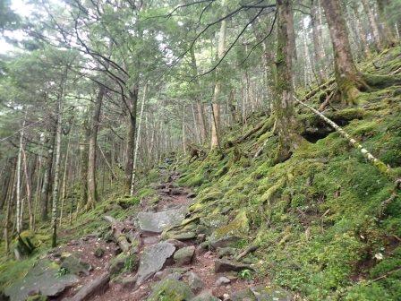 9:12　苔・羊歯・茸で覆われたシラビソの森の山行き、そこにあるのは生命の輝きだ