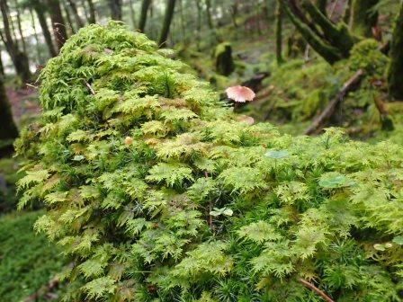 9:12　エダツユゴケに小さな茸