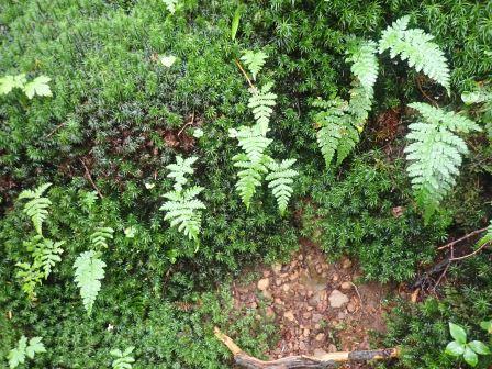 9:13　杉苔に羊歯の幼苗