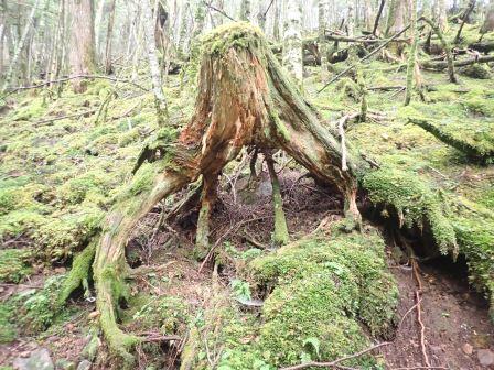 9:14　切株に茸、そこにあるのは生命の循環だ