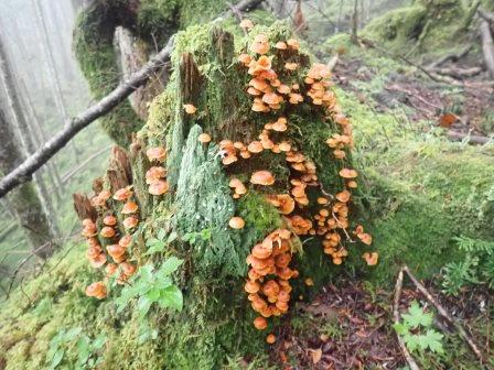 9:35　切株に茸の群落