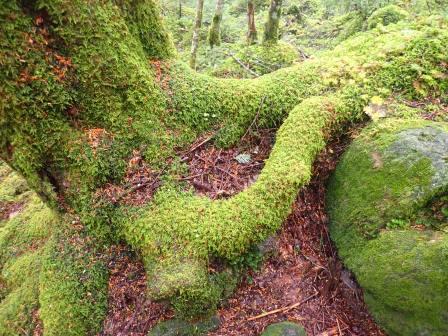 9:38　苔の抽象画