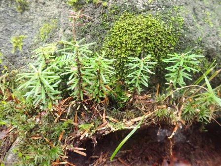 9:53　森林の循環の物語