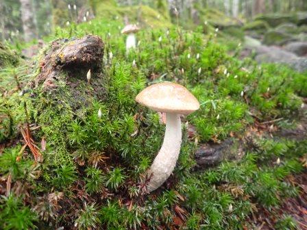 9:55　杉苔の胞子体に曲がり茸