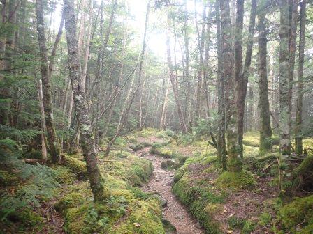 10:11　苔のベールに包まれた山道を行く