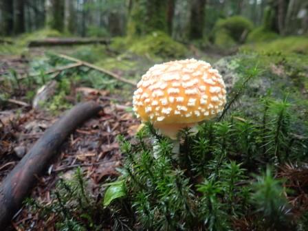 10:33　ベニテングタケの幼体