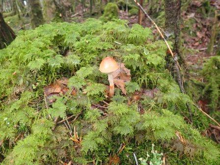 10:40　エダツユゴケに小さな茸