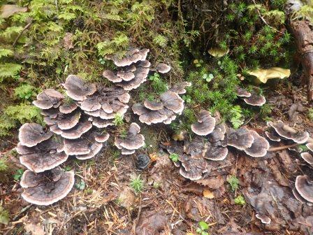 10:42　カワラタケ