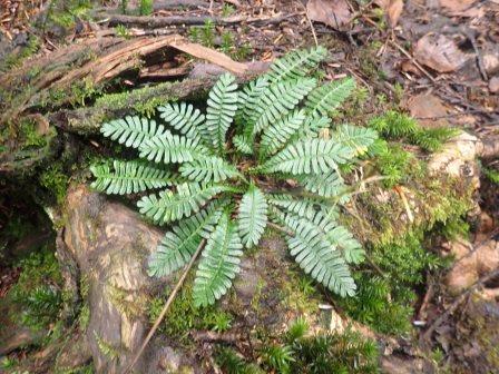 11:48　シシガシラ