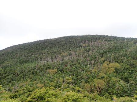 13:11　縞枯れが見える山容