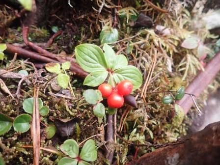 13:11　ゴゼンタチバナの赤い実