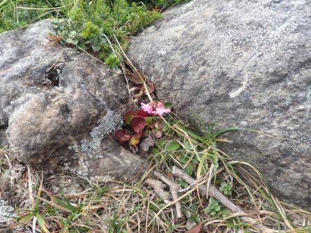 13:31　岩の隙間に桃色の岩鏡