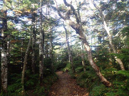 7:04　箕冠山山頂は林の中