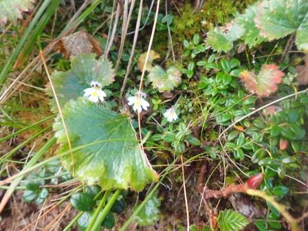 7:35　コゴメグサ