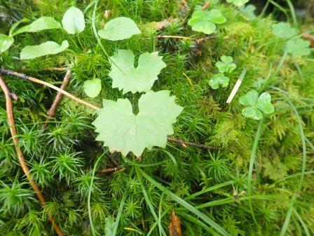 10:29　杉苔にカニコウモリ