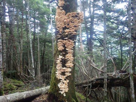 12:42　朽木の大木にびっしりと茸