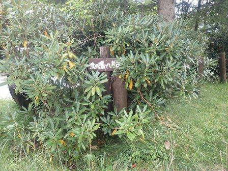 14:07　唐沢鉱泉でやっと見つけた渋の湯への道標