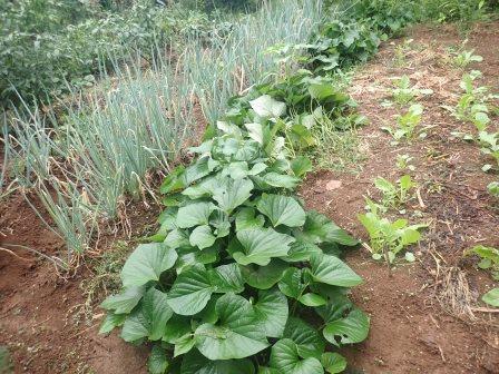 生ゴミから出たと思われる自生えサツマイモ、芋が採れるかな・・・