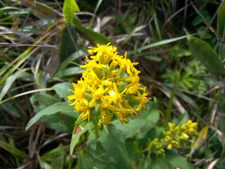 8:50　アキノキリンソウ