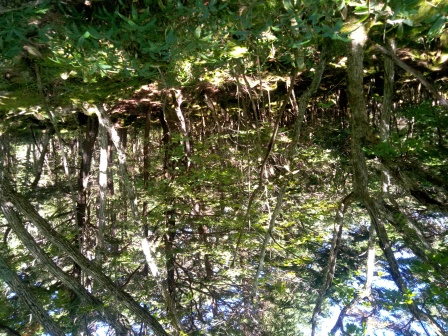 11:58　沢渡へ、苔むした林の中を降りていく