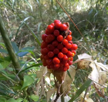 12:10　時折、誤食の報道がある蝮草の赤い実