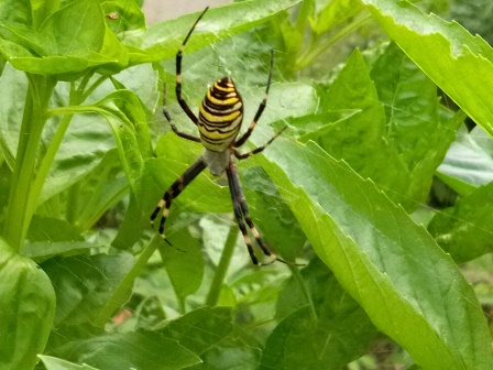 バジルに女郎蜘蛛