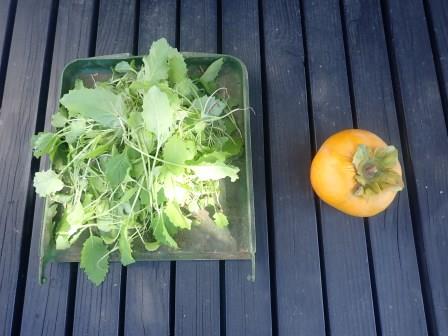 蕪の間引き菜・富有柿の試し採り