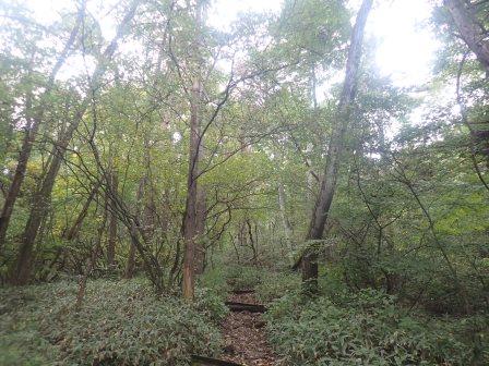 7:56　長野県南牧村　飯盛山へ　水楢や唐松の森を行く