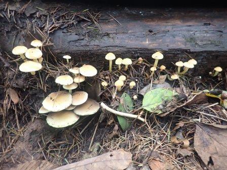 8:02　木の階段に茸