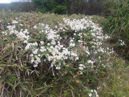 8:50　リュウノウギク
