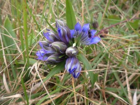 8:53　フデリンドウ