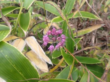 8:57　ヤマラッキョウ