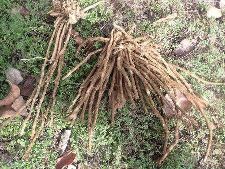 ブルーベリーの前に生えている自生えアスパラの移植