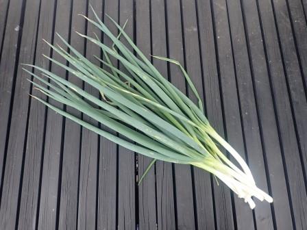 九条葱の収穫