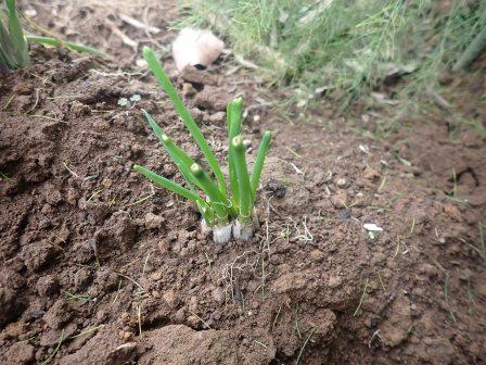 先に収穫して、再植付けした九条葱の状況