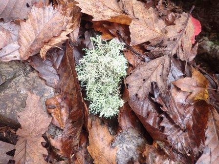 10:29　落葉に地衣類のカラタチゴケかな・・・