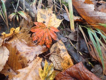 10:37　紅葉の落葉