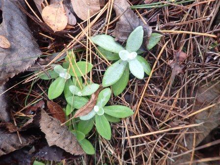 10:57　松の落葉に石楠花の幼苗