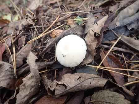 10:57　ヒメホコリタケかな・・・