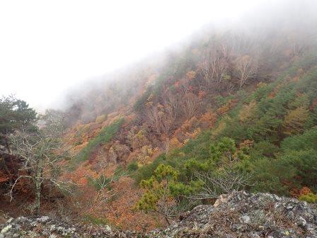 11:05　霧にけぶる黄葉と紅葉、白樺の幹が色を添える