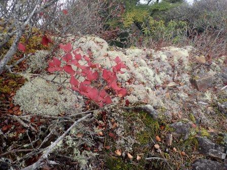 12:12　ハナゴケに紅葉