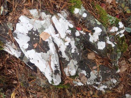 12:38　岩に地衣類、シュールだ