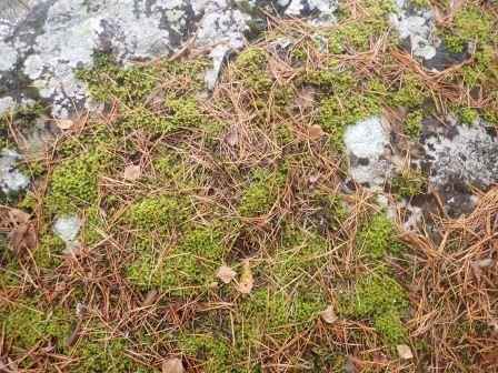 12:40　苔に松葉