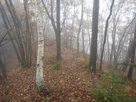 13:07　霧に白樺