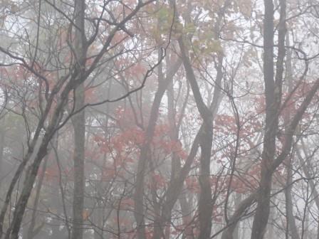 13:13　霧に紅葉