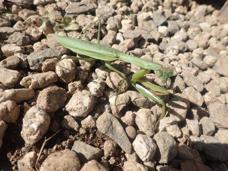 写真を撮ると、こちらに顔を向け、威嚇してくる蟷螂