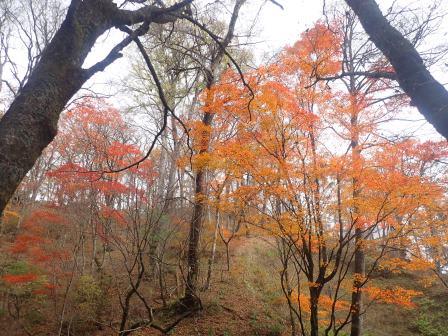 9:44　紅葉が盛りを迎えていた